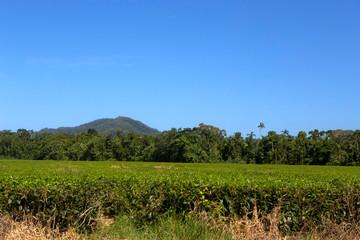 Fototapeta na wymiar Farming tea in The Daintree in Queensland, Australia
