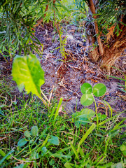 Plant Growth Land Green color day forest beauty in Nature no people selective focus Field Tranquility Tree Grass 