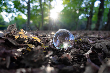 globe with drops of water and leaves