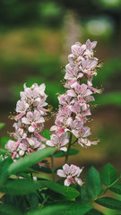 Dictamnus dasycarpus, also known as burning bush, dittany, gas plant, and fraxinella. Which is medicinal plant in both the eastern and western.