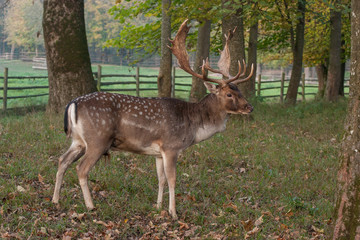 Damhirsch (Dama dama) in Wildpark