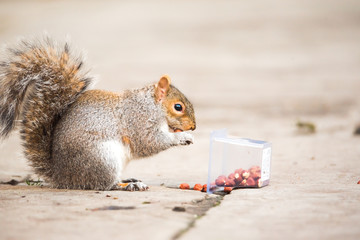 Brown squirrel eating nut closeup fluffy zoom sunny day green grass