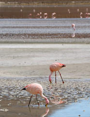 Two Flamingos Grazing in the Shallow Saline Water of Laguna Hedionda Lake with Blurry Flamingo Group in Background, Bolivian Altiplano, Potosi, Bolivia 