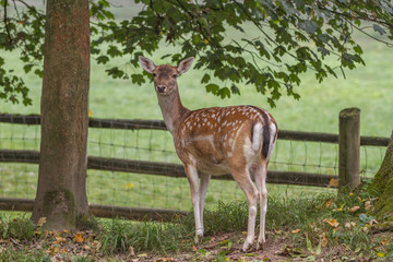 Damhirschkuh (Dama dama)