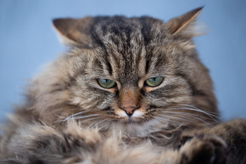 Angry fluffy cat 
