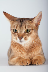 An abyssinian ruddy cat on a white background.