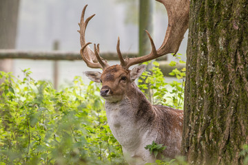 Damhirsch mit großem Geweih (Dama dama)