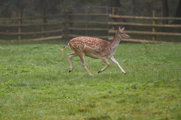 Damhirsch (Dama dama)