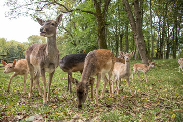 Damhirsche (Dama dama)