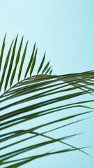 Pattern of green foliage of palm trees on a blue background with copy space. Natural layout