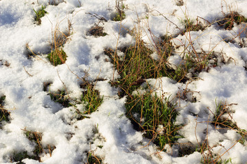 spring thaw in the meadow