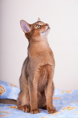 An abyssinian ruddy cat on a white background.