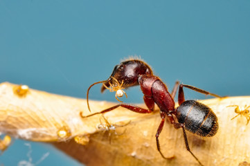 Beautiful Strong jaws of red ant close-up