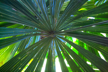 Fan Palm leaf in The Daintree, Tropical North Queensland, Australia