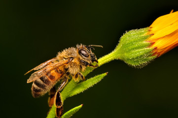 Beautiful  Bee macro in green nature - Stock Image