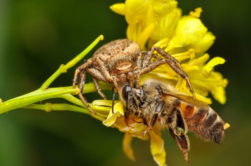 Beautiful spider on a spider web- Stock Image     