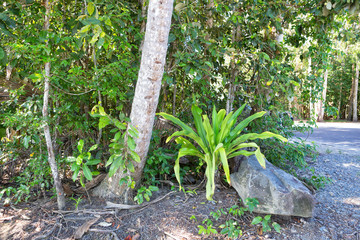 Tropical trees and plants near a gravel rock in The Daintree in Tropical North Queensland, Australia
