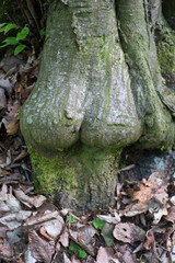 A tree trunk looking like a womans body