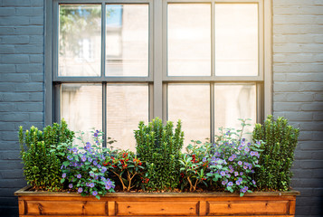 Fototapeta premium Beautiful windows with flowers on a black facade house