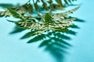 Macro photo of fresh fern foliage with reflection of shadows on a blue background with copy space.