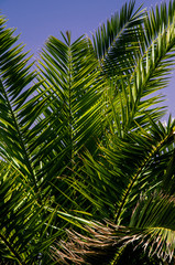 Obraz na płótnie Canvas green branch of a palm tree