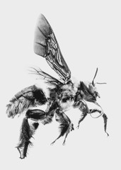 Photos of bee with white background, bee isolated, macro photography of bee in high resolution, nature photography in black and white.