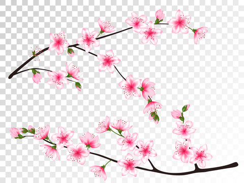Apricot blossom branches set vector illustration.