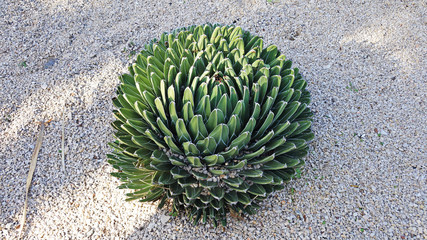 Park of cacti in Barcelona. In Barcelona, a large collection of cacti from around the world, they grow in a park of cacti. Cacti grow under the hot sun in the desert.