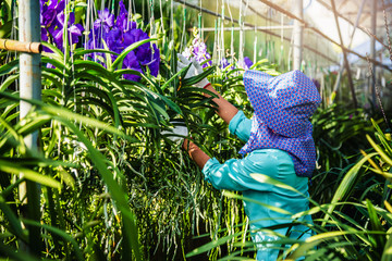 The young woman worker is taking care of the orchid flower in garden. Agriculture, orchid...