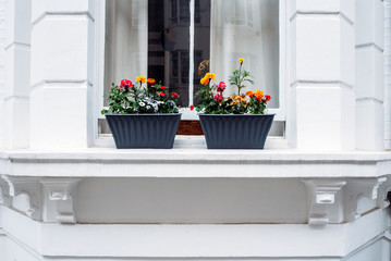 Beautiful windows with flowers pots in a white facade house