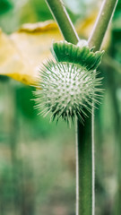 Fruit of datura stramonium, with fatal toxicity