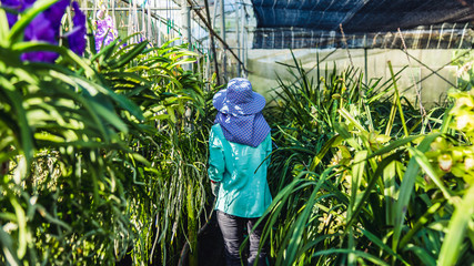 The young woman worker is taking care of the orchid flower in garden. Agriculture, orchid...