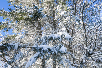 White trees covered with snow