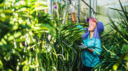 The young woman worker is taking care of the orchid flower in garden. Agriculture, orchid...