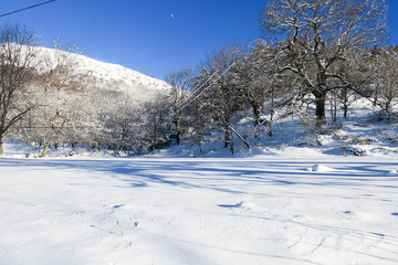 Obraz premium White trees covered with snow