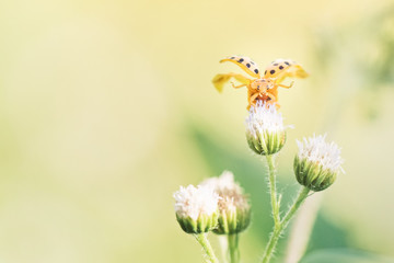 ladybug taking off flying in flight, closeup macro, purple flower, copy space