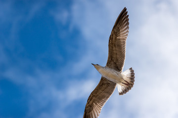 Obraz premium Gaivota em voo