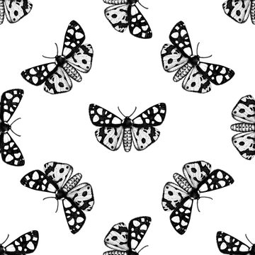Cream-spot tiger moth illustration. High detailed illustration of butterfly. Vintage insect  background. Wildlife seamless pattern. 