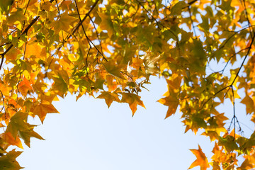 Beautiful Autumn Leaves.