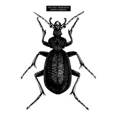 Huge Violet Ground Beetle hand drawn Illustration.   Vintage illustrations of black bug sketch on white background. Vector insects collection