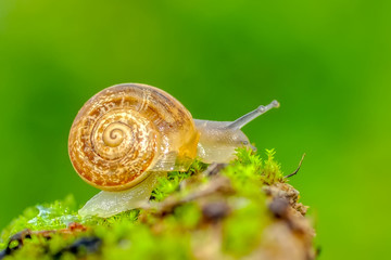 Beautiful Snail in the garden