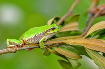 Beautiful Europaean Tree frog Hyla arborea - Stock Image