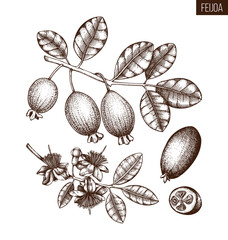 Feijoa hand drawn illustration. Engraved botanical sketch of myrtle plants. Vintage tropical fruit design. Pineapple guava drawing.