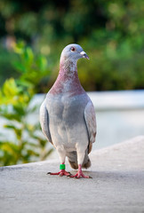 front view of red choco color speed racing pigeon standing on home loft