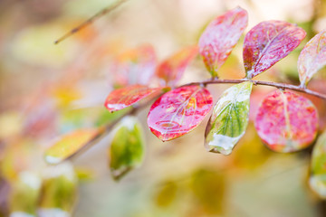 Red leaf with water drops