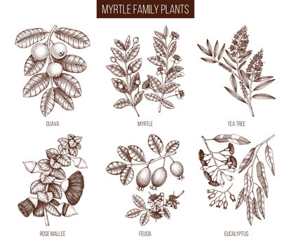 Vintage collection of Myrtle family plants illustrations. Hand drawn myrtus, tea tree, guava fruit, eucalyptus, feijoa sketches. Essential oils ingredients for cosmetics and medicine. Vector drawings.