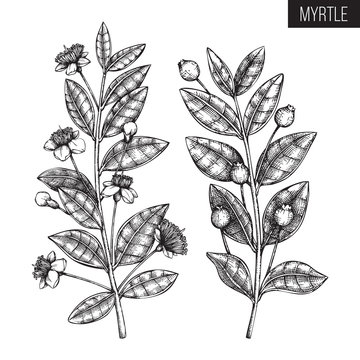 Vintage collection of Hand drawn myrtle tree  sketches. Cosmetics and medicinal plant vector illustration. Botanical drawings with berries, flowers and leaves.