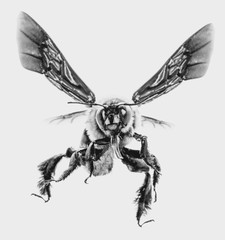 Photos of bee with white background, bee isolated, macro photography of bee in high resolution, nature photography in black and white.