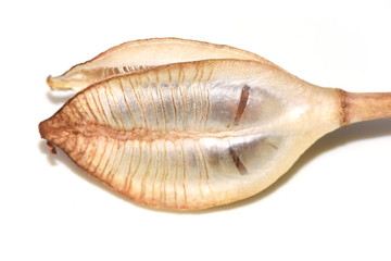 Closeup on dry seed capsule from wild tulip isolated on white background