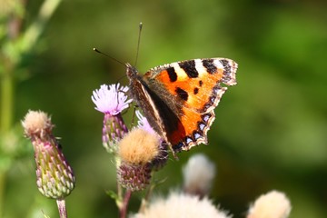 Small Tortoiseshell Butterfly